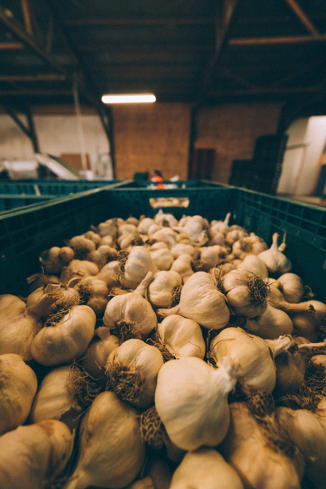 1kg NZ Garlic - 2nd Grade